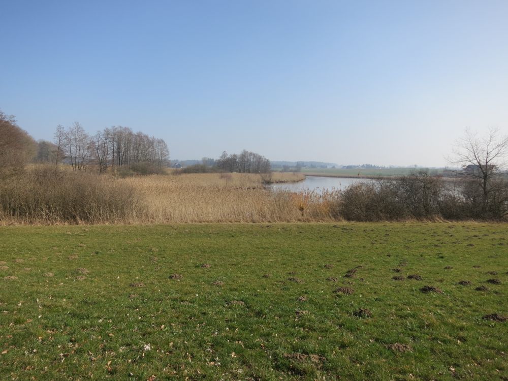 Schilf am Bommeweiher