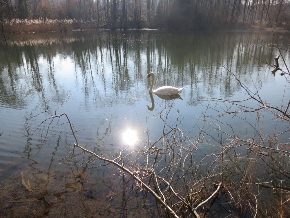 Schwan im Lengwiler Weiher