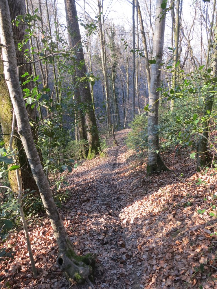 Pfad im Saubachtobel