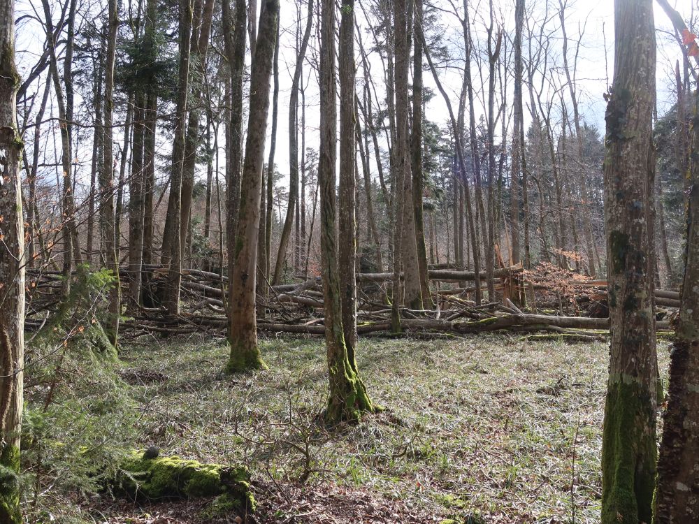 Totholz im Wald