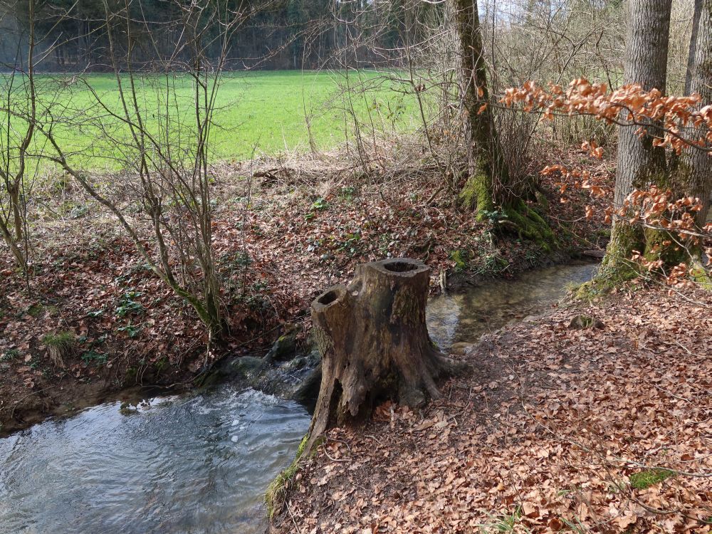 Hohle Baumstümpfe