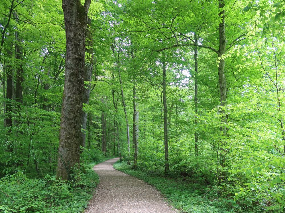 Waldweg