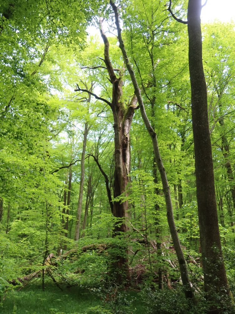 toter Baum im hellen grün