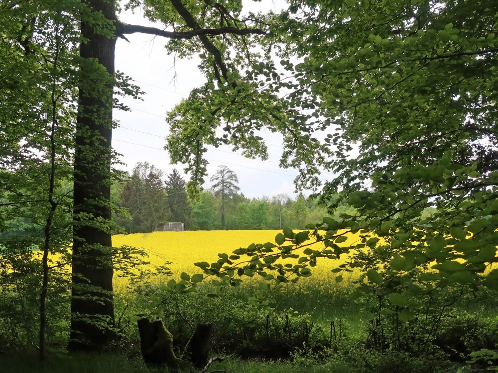 blühendes Rapsfeld mit Bunker