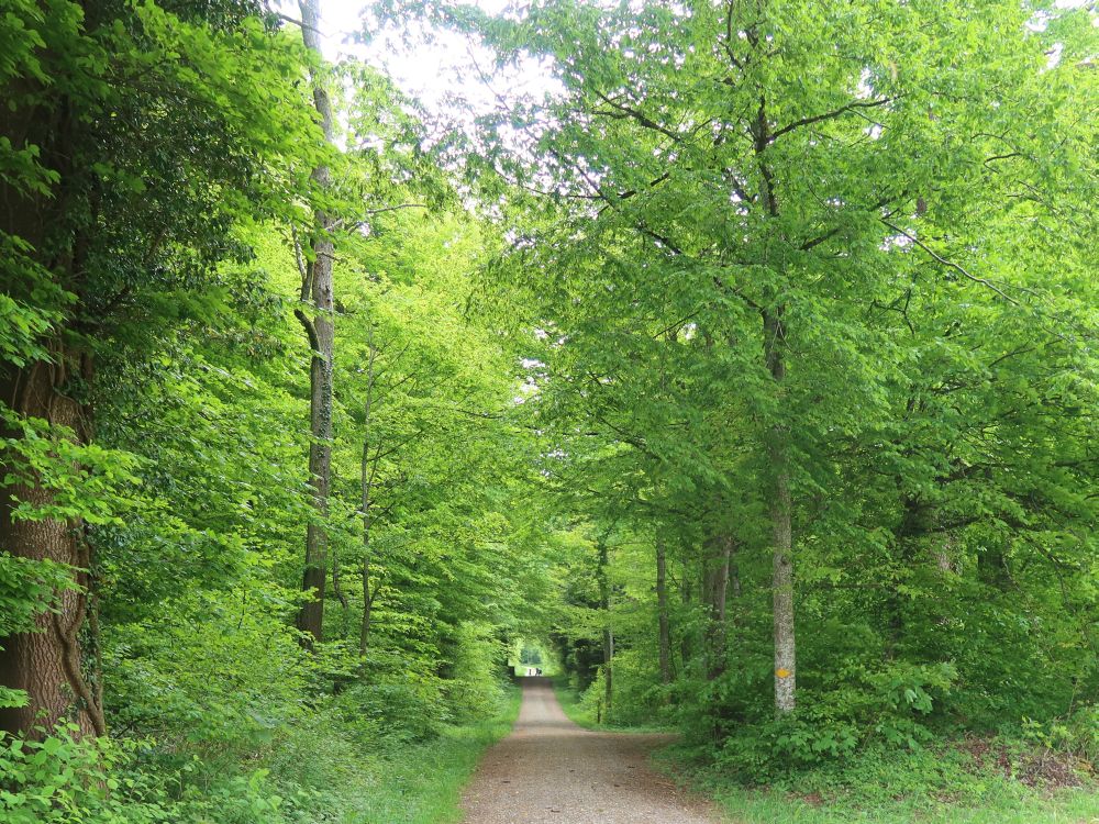 heller Waldweg