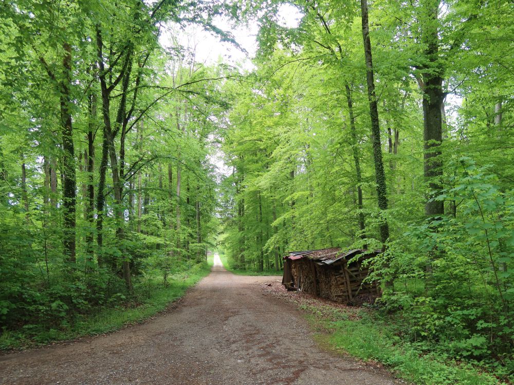 Waldweg