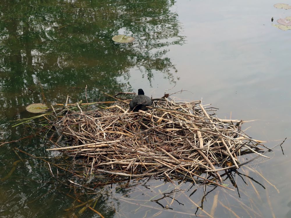 Bläshuhn im Nest