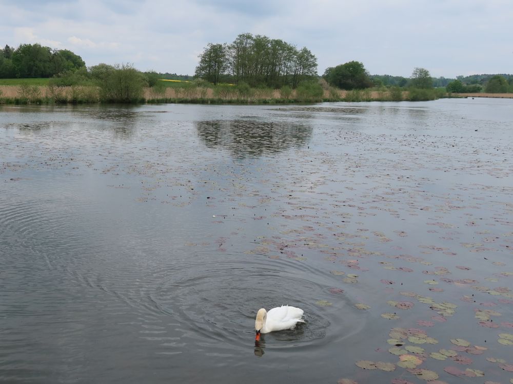 Schwan im Bommerweier