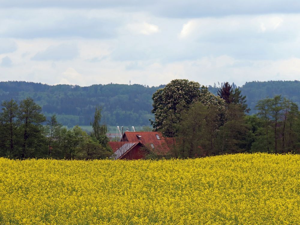 blühendes Rapsfeld und Hausdächer