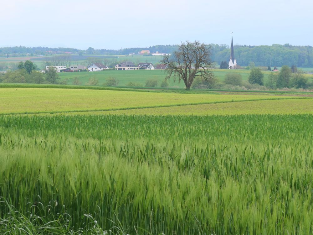 Kornfeld und Alterswilen