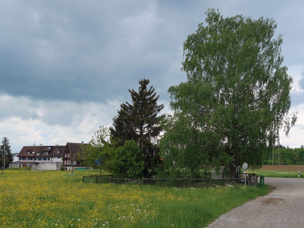 Blumenwiese und Baumgruppe bei Schwaderloh