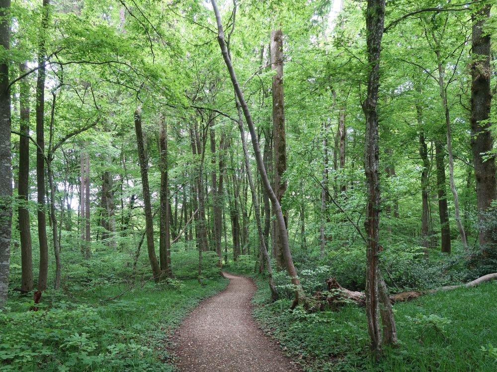 Waldweg