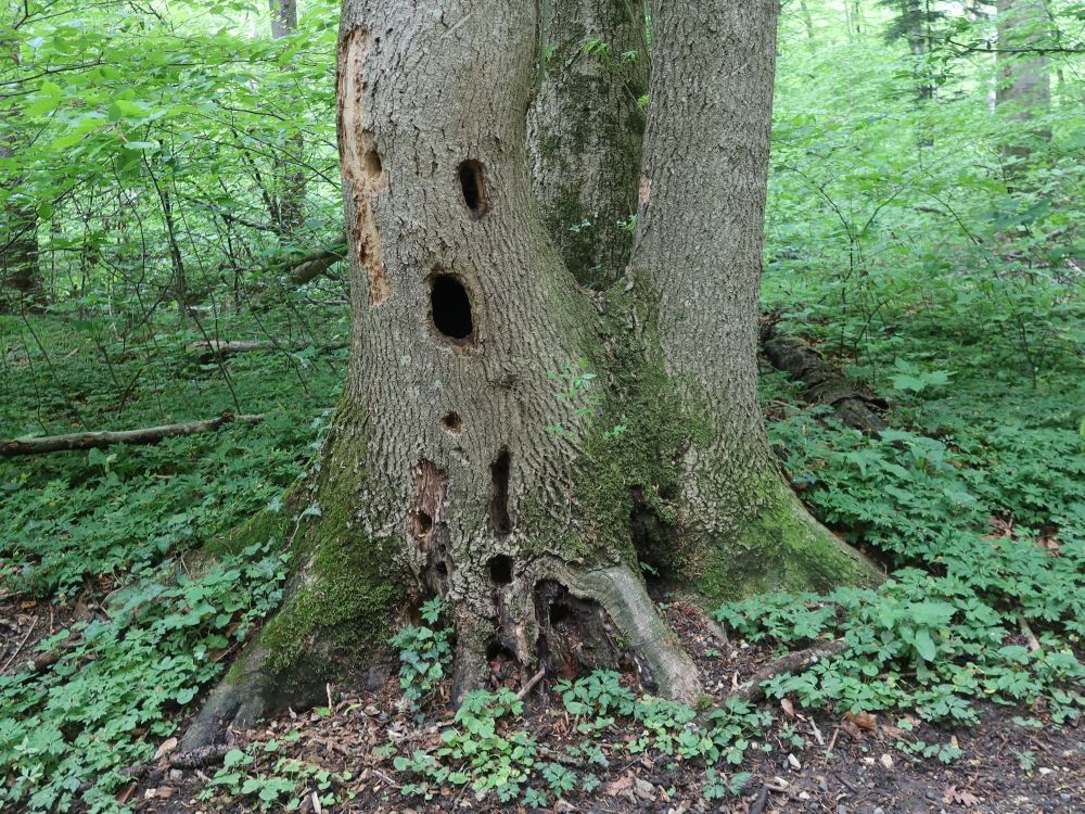 Löcher im Baumstamm