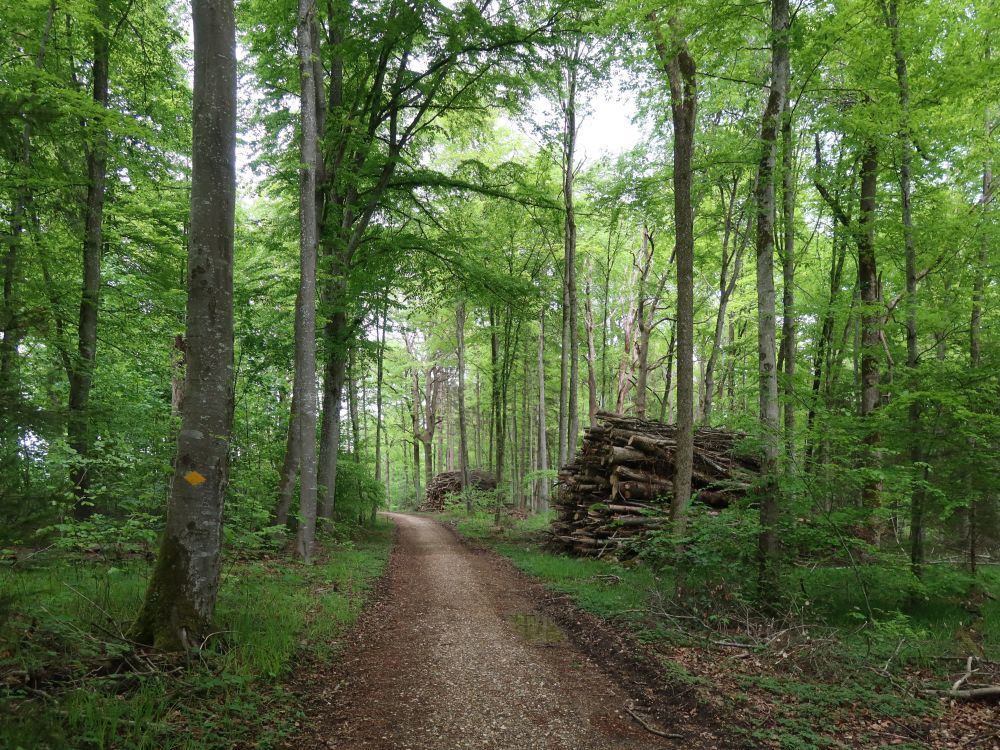 Waldweg