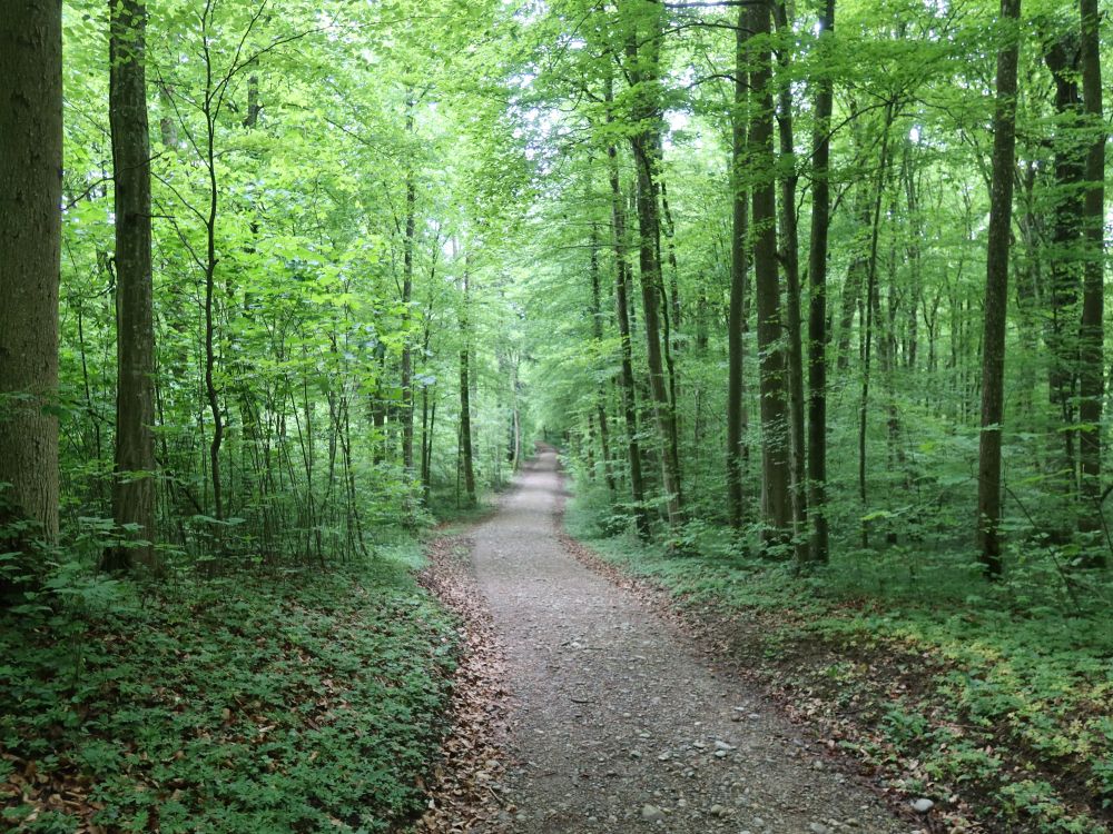 Waldweg