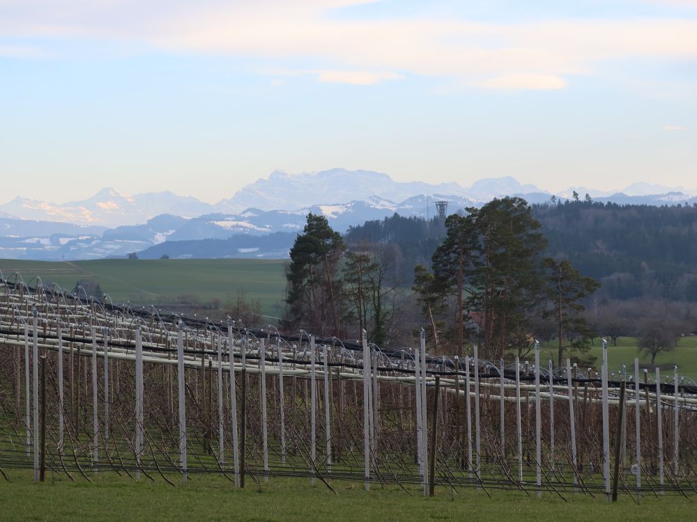 Glarner Alpen und Wiler Turm