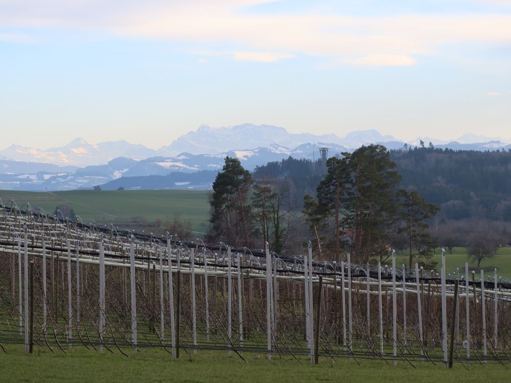 Glarner Alpen und Wiler Turm