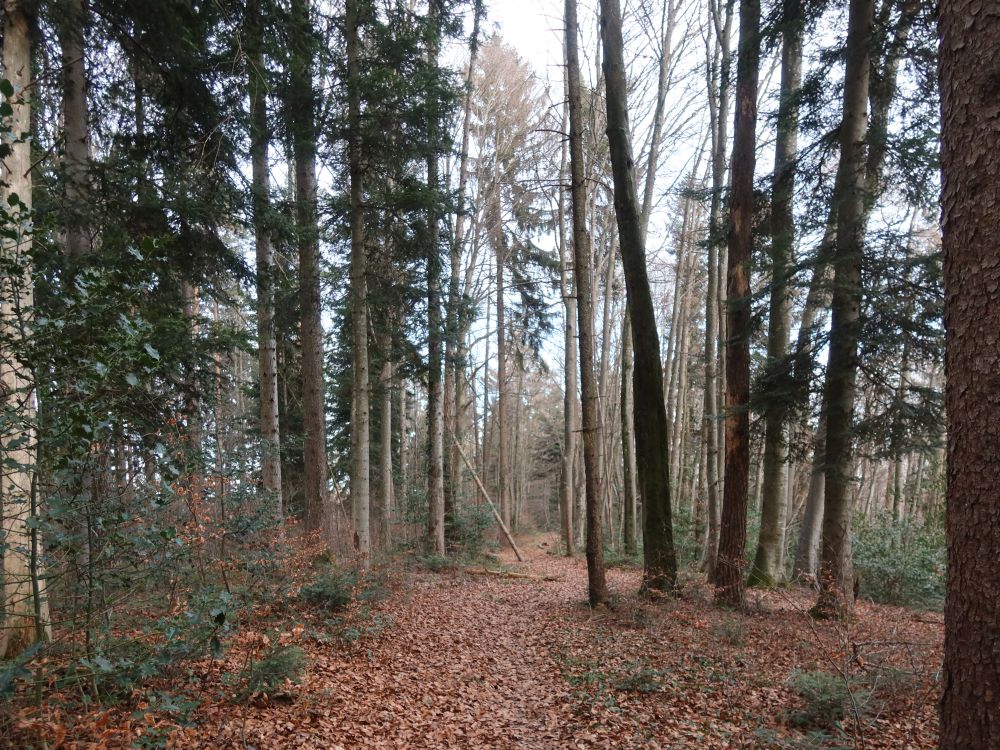 Waldweg auf dem Braunauer Berg