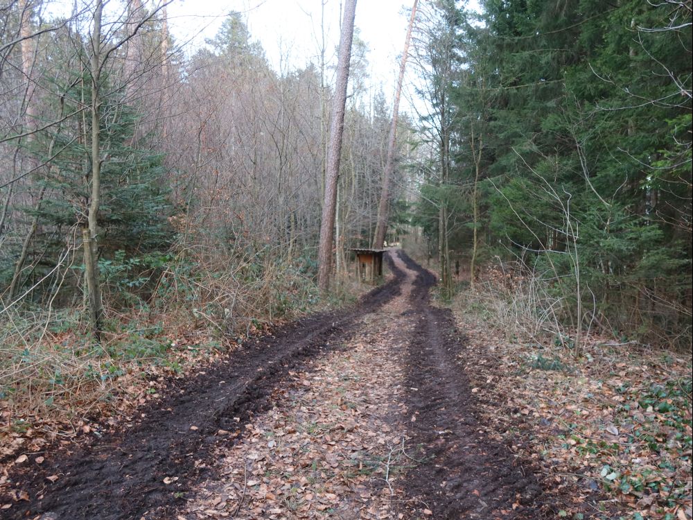 Waldweg auf dem Braunauer Berg