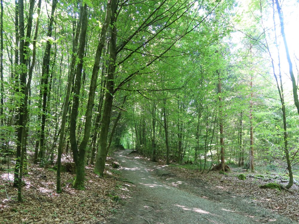 Waldweg