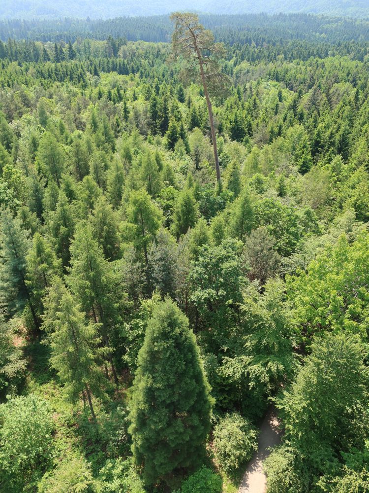 Blick vom Eschenbergturm