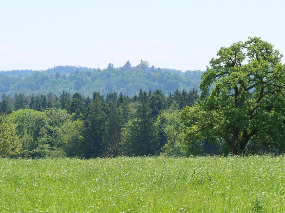 Blick zur Kyburg