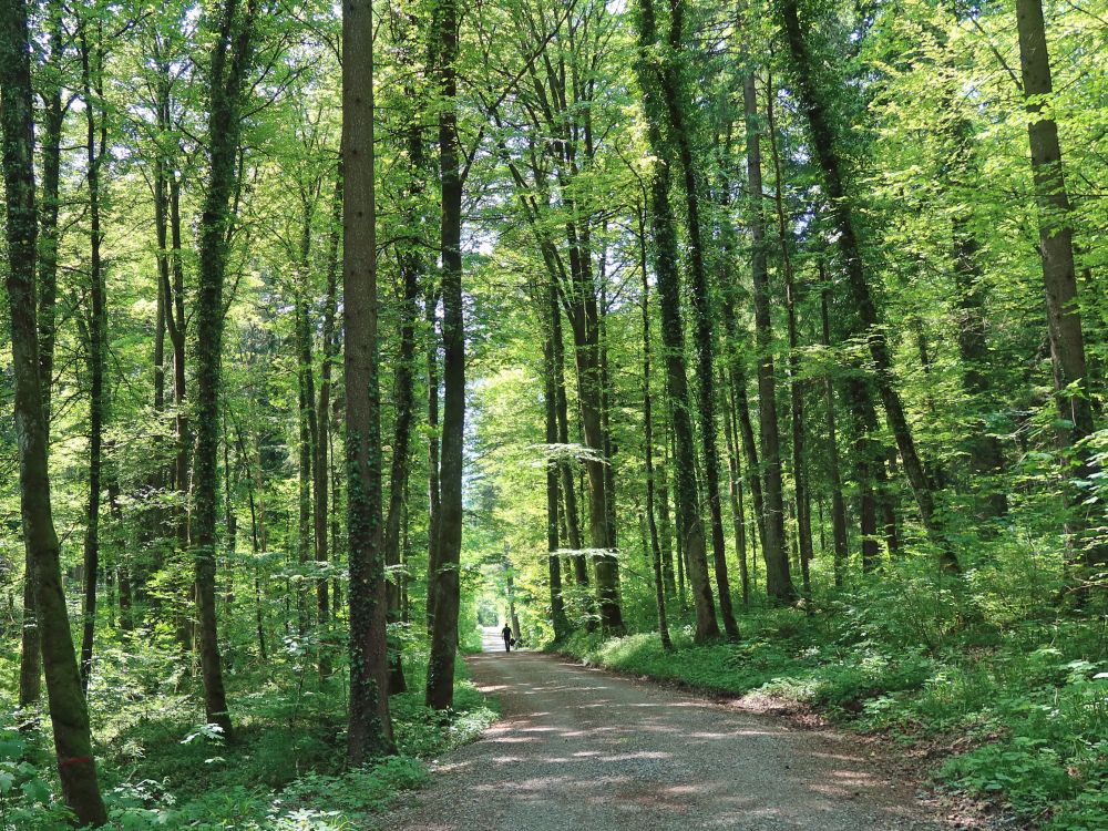 Waldweg