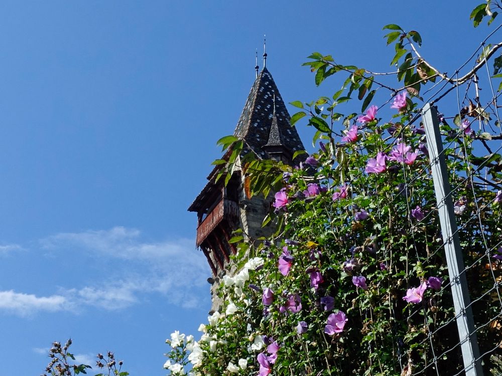 Turm von Muri-Amthof