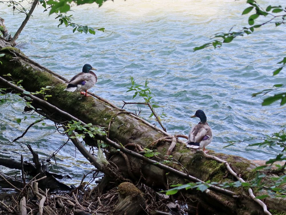 Enten auf Baumstamm