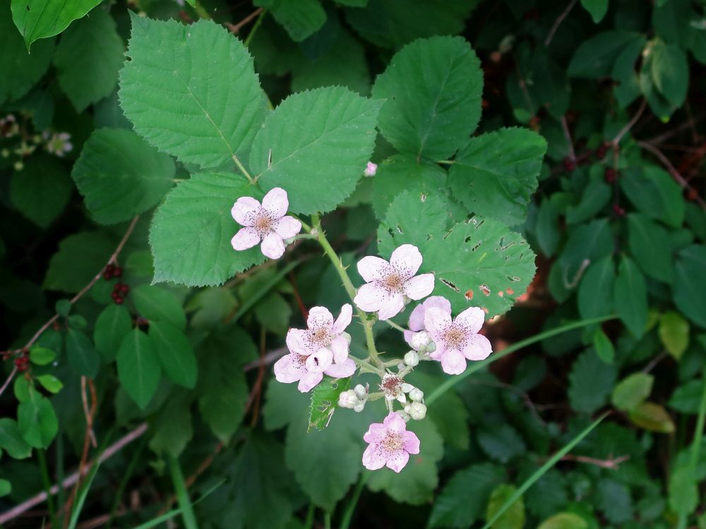 Brombeerblüten
