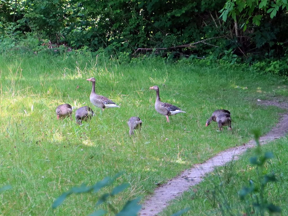 Gänse