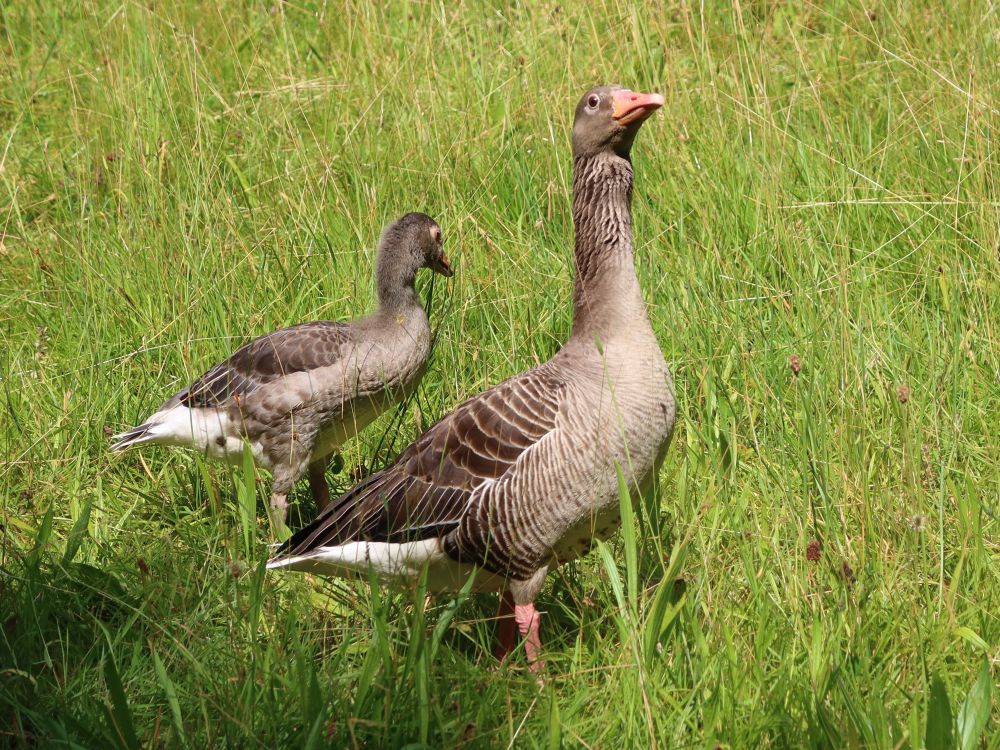 Gänse