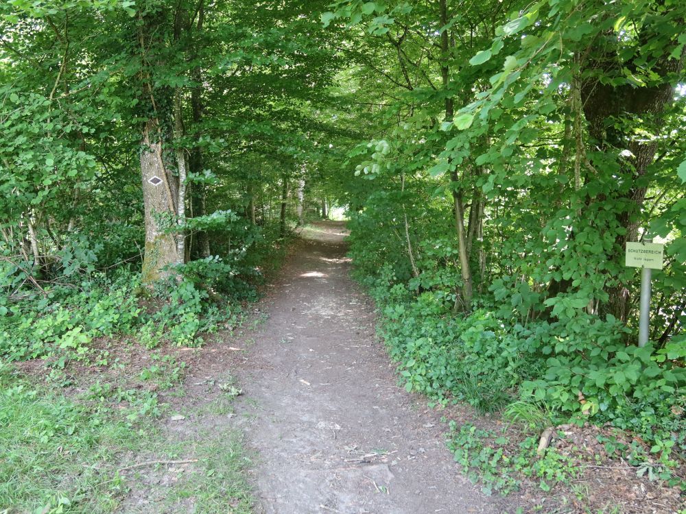 Waldweg