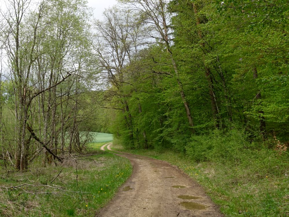 Weg zwischen Brudertal und Wasserburger Tal