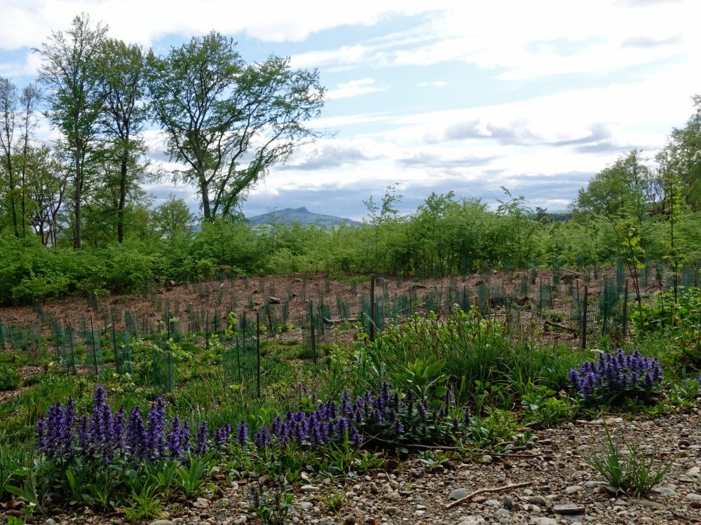 Blick Richtung Hohenstoffeln