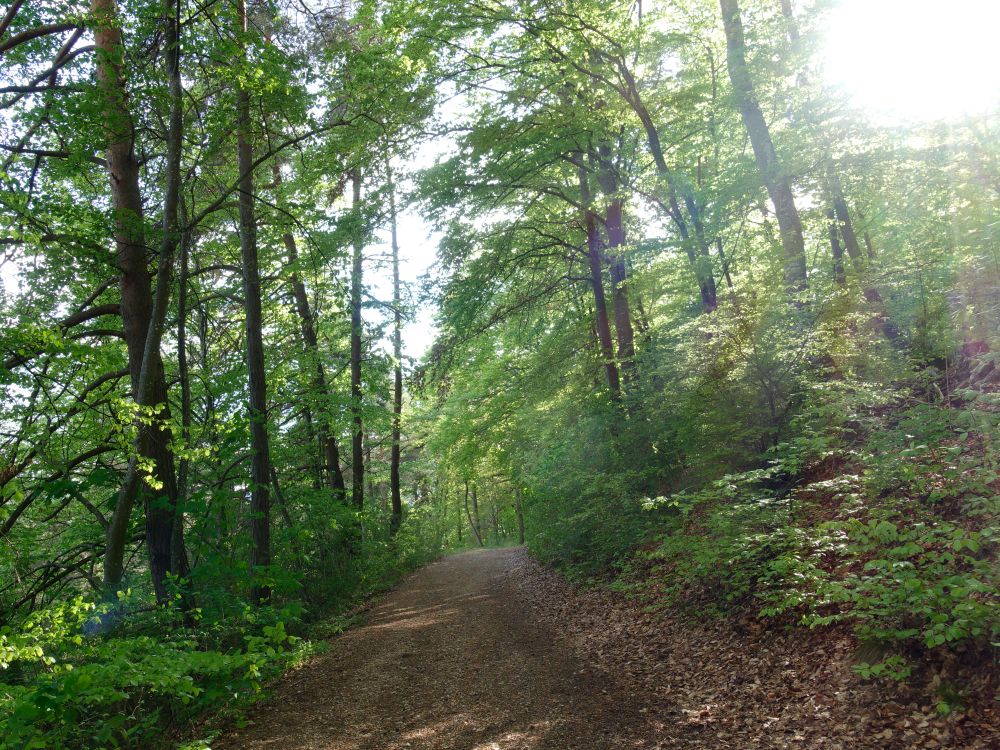 Waldweg