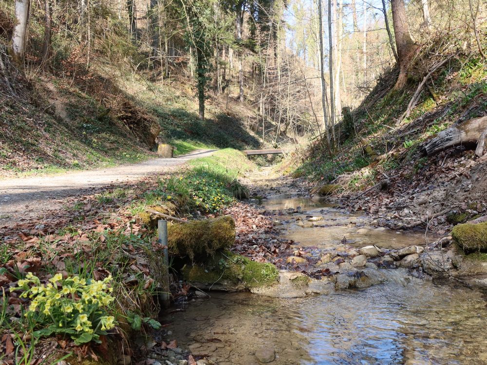 Schlüsselblumen am Sonnentaler Dorfbach