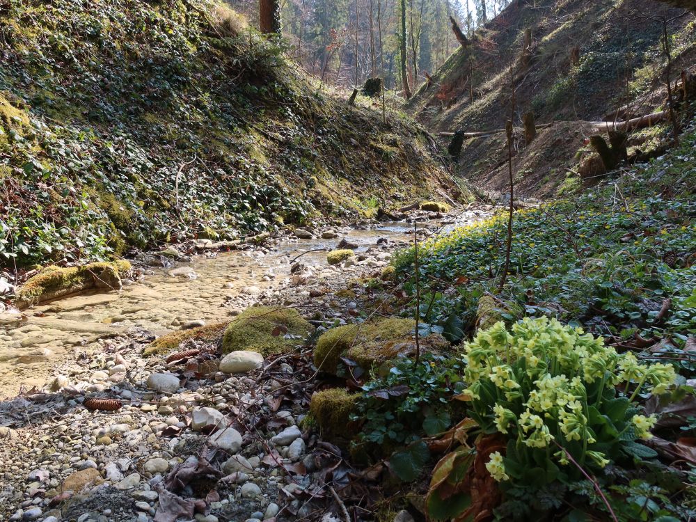 Schlüsselblumen am Sonnentaler Dorfbach