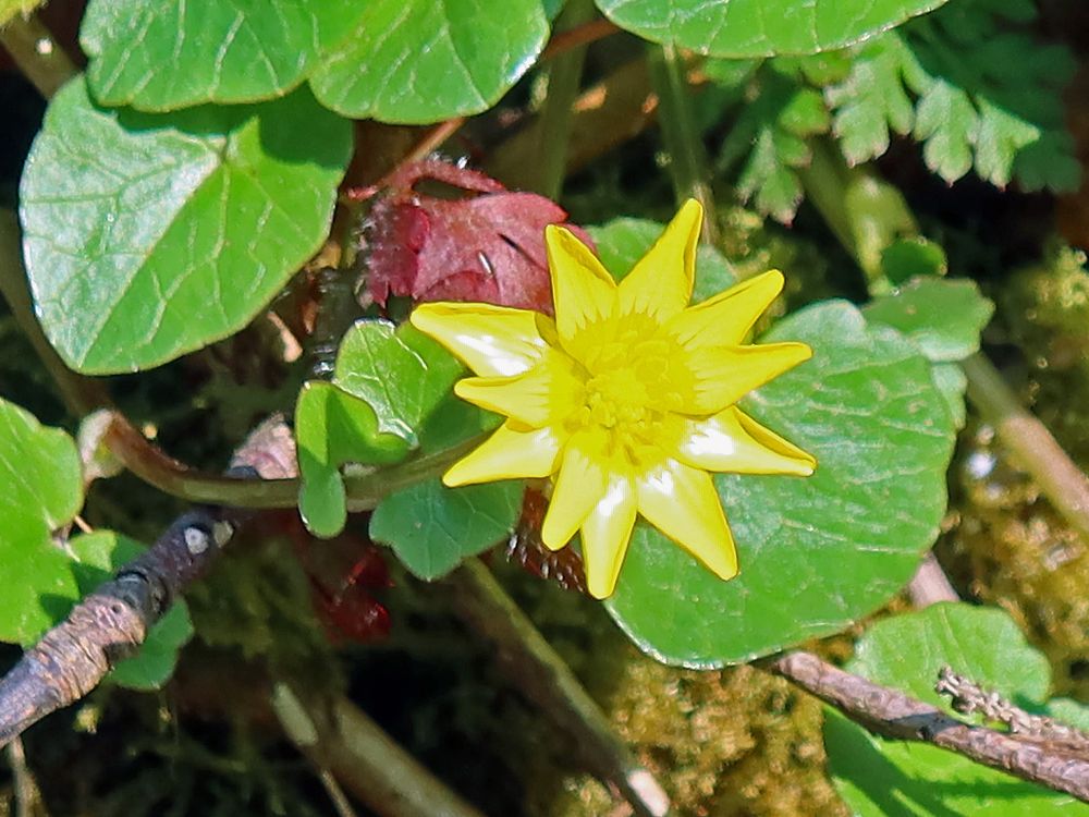 Blüte Scharbockskraut