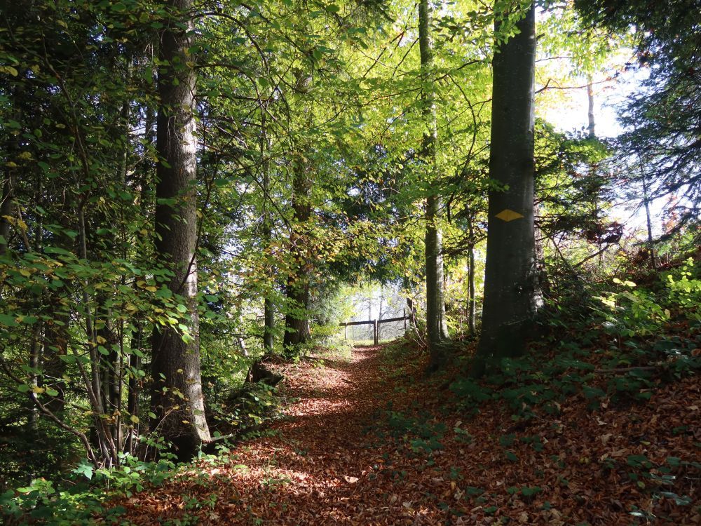 Waldweg