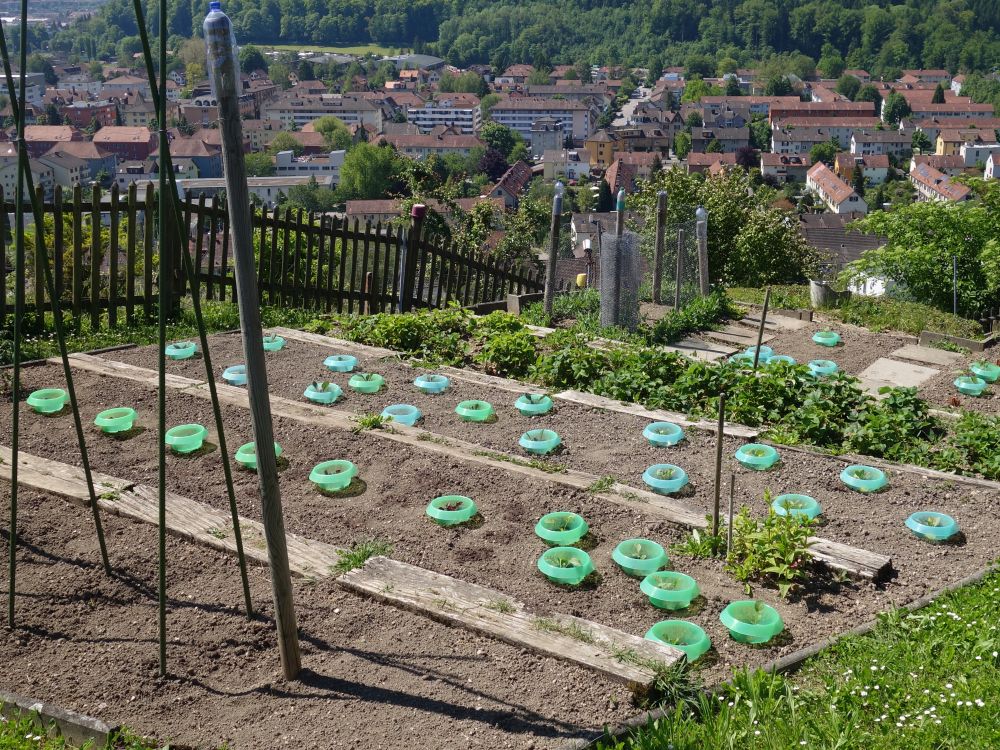 Kleingarten auf dem Gretelberg