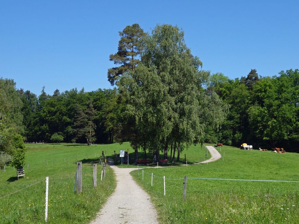 Viehweide auf dem Gretelberg