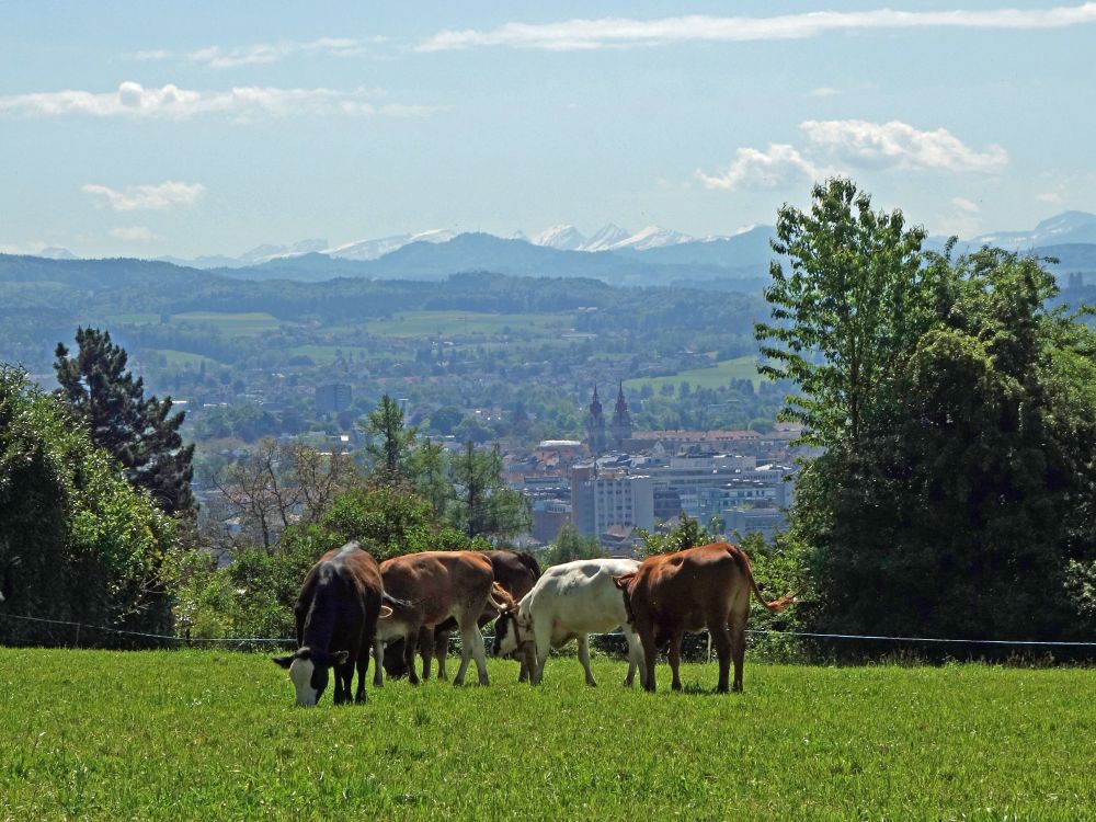 Kühe, Winterthur und Alpen