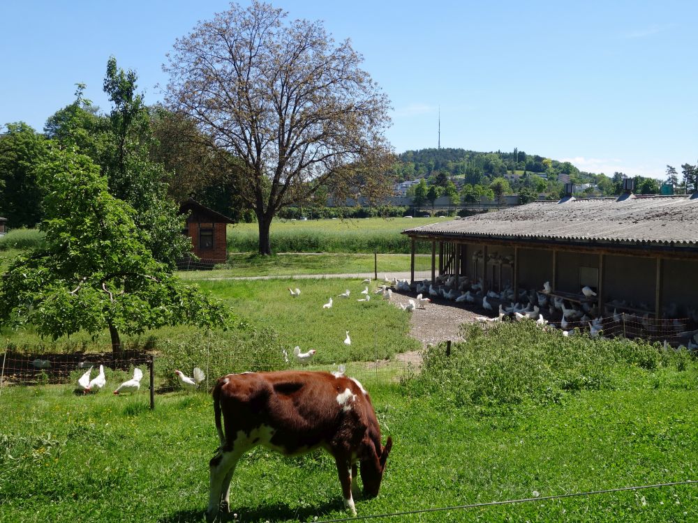 Hhnerfarm mit Kuh