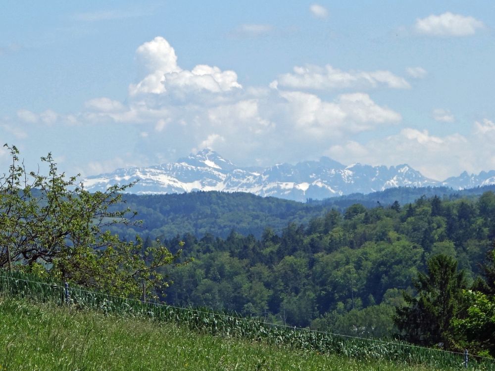 Säntisblick