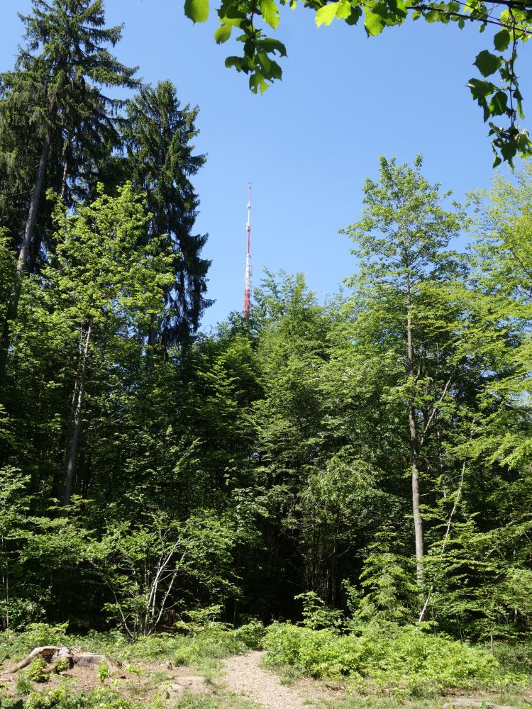 Brelberg mit Funkturm