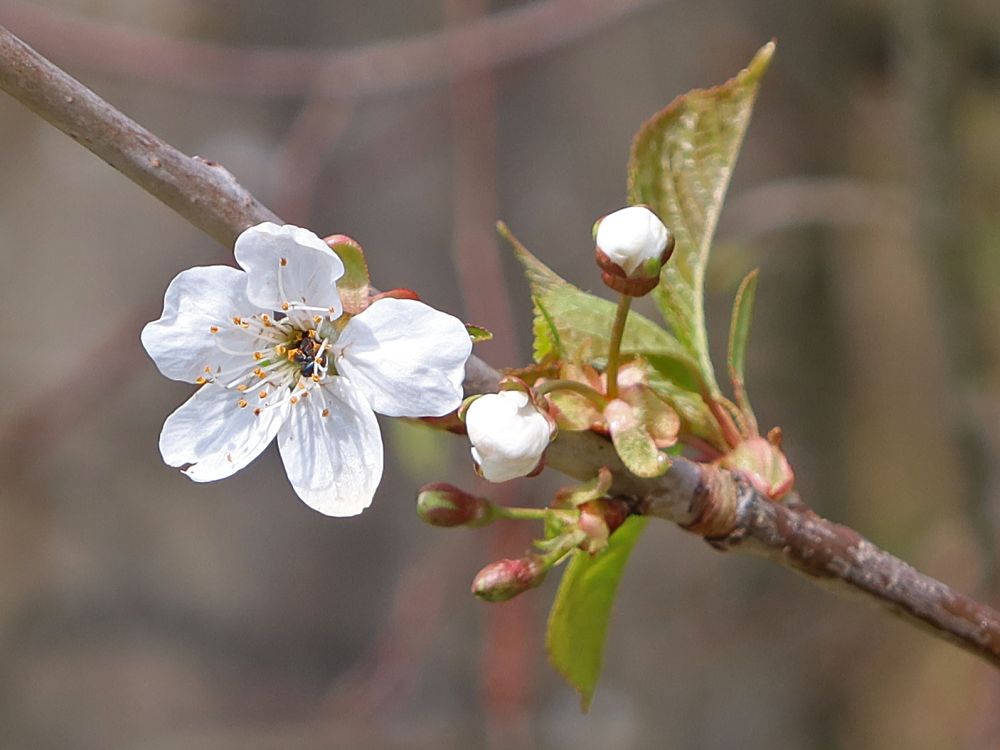 Schlehenblüte