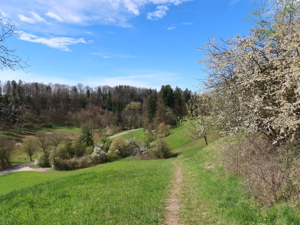 Wiesenpfad unterhalb Obholz