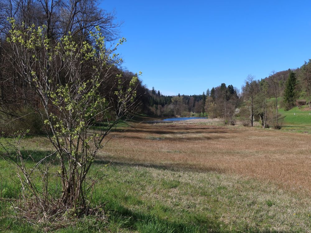 Blick Richtung Eigentalweiher