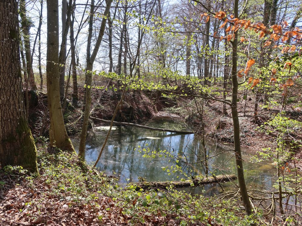 Teich am Bachweg